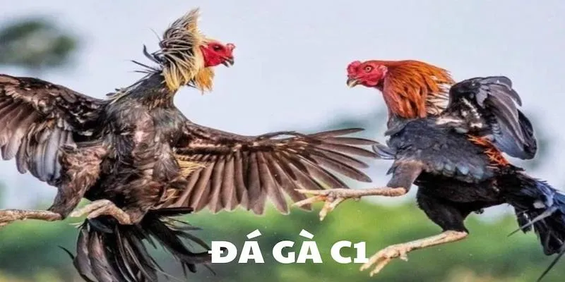 Đá gà C1 là một hình thức rất thú vị tại nhà cái Hi88.com