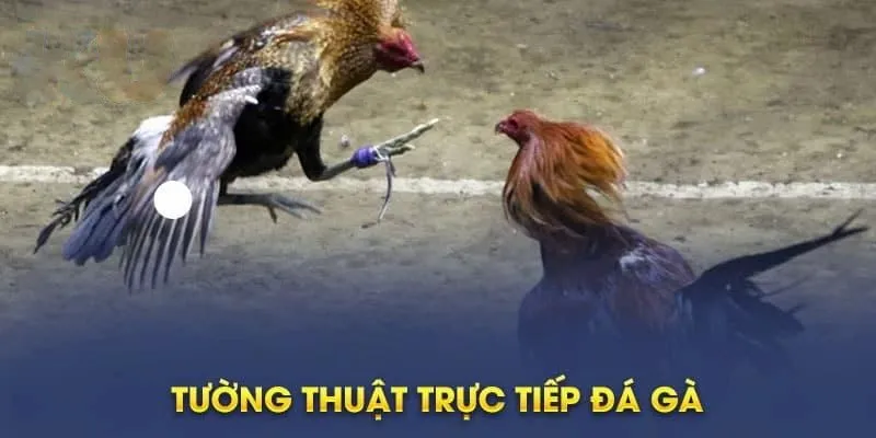 Hi88 tường thuật đá gà